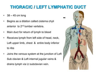 THORACIC / LEFT LYMPHATIC DUCT
• 38 – 45 cm long
• Begins as a dilation called cisterna chyli
anterior to 2nd lumber vertebra.
• Main duct for return of lymph to blood
• Receives lymph from left side of head, neck,
Left upper limb, chest & entire body inferior
to ribs
• Joins the venous system at the junction of Left
Sub clavian & Left internal jugular veins &
drains lymph via Lt subclavian vein.
 