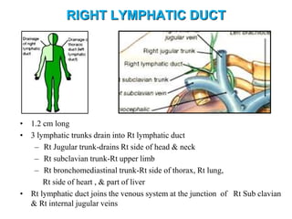 RIGHT LYMPHATIC DUCT
• 1.2 cm long
• 3 lymphatic trunks drain into Rt lymphatic duct
– Rt Jugular trunk-drains Rt side of head & neck
– Rt subclavian trunk-Rt upper limb
– Rt bronchomediastinal trunk-Rt side of thorax, Rt lung,
Rt side of heart , & part of liver
• Rt lymphatic duct joins the venous system at the junction of Rt Sub clavian
& Rt internal jugular veins
 
