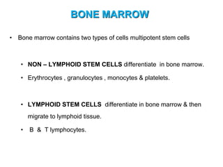 BONE MARROW
• Bone marrow contains two types of cells multipotent stem cells
• NON – LYMPHOID STEM CELLS differentiate in bone marrow.
• Erythrocytes , granulocytes , monocytes & platelets.
• LYMPHOID STEM CELLS differentiate in bone marrow & then
migrate to lymphoid tissue.
• B & T lymphocytes.
 