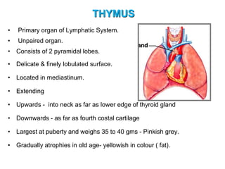 THYMUS
• Primary organ of Lymphatic System.
• Unpaired organ.
• Consists of 2 pyramidal lobes.
• Delicate & finely lobulated surface.
• Located in mediastinum.
• Extending
• Upwards - into neck as far as lower edge of thyroid gland
• Downwards - as far as fourth costal cartilage
• Largest at puberty and weighs 35 to 40 gms - Pinkish grey.
• Gradually atrophies in old age- yellowish in colour ( fat).
 
