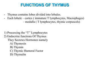 FUNCTIONS OF THYMUS
- Thymus contains lobes divided into lobules.
- Each lobule – cortex ( immature T lymphocytes, Macrophages)
– medulla ( T lymphocytes, thymic corpuscels)
1) Processing the “T’’ Lymphocytes
2) Endocrine functions Of Thymus
They Secretes Hormones namely
A) Thymosin
B) Thymin
C) Thymic Humoral Factor
D) Thymulin
 