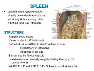 SPLEEN
• Located in left hypochondrium,
directly below diaphragm, above
left kidney & descending colon
& behind fundus of stomach.
STRUCTURE
Roughly ovoid shape
Varies in size in diff individuals
Same individuals differs in size from time to time
Hypertrophy in infections
Atrophies in old age
Surrounded by fibrous capsule
Its extensions run inwardly roughly dividing the organ into
compartments
WHITE PULP and RED PULP ( Splenic cords & sinusoids).
 