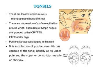 • Tonsil are located under mucous
membrane and back of throat
• There are depression of surface epithelium
around which aggregate of lymph nodule
are grouped called CRYPTS.
• Intratonsillar crypt
• Peritonsillar abscess begins in this cleft
• It is a collection of pus between fibrous
capsule of the tonsil usually at its upper
pole and the superior constrictor muscle
of pharynx.
TONSILS
 