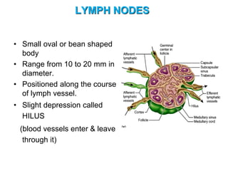 LYMPH NODES
• Small oval or bean shaped
body
• Range from 10 to 20 mm in
diameter.
• Positioned along the course
of lymph vessel.
• Slight depression called
HILUS
(blood vessels enter & leave
through it)
 