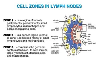 CELL ZONES IN LYMPH NODES
ZONE 1 - is a region of loosely
packed cells, predominantly small
lymphocytes, macrophages and
occasional plasma cells.
ZONE 2 - is a denser region internal
to zone 1,composed mainly of small
lymphocytes and macrophages
ZONE 3 - comprises the germinal
centers of follicles, its cells include
large lymphoblast, dendritic cells
and macrophages.
 