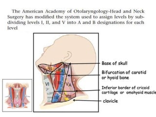 Base of skull
Bifurcation of carotid
or hyoid bone
Inferior border of cricoid
cartilage or omohyoid muscle
clavicle
 