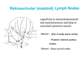 Retroauricular (mastoid) Lymph Nodes
Afferent - Strip of scalp above auricle
- Posterior external auditory
meatus
Efferent - Deep cervical nodes
superficial to sternocleidomastoid
and mastoid process and deep to
auricularis posterior muscle
 