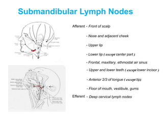 Submandibular Lymph Nodes
Afferent - Front of scalp
- Nose and adjacent cheek
- Upper lip
- Lower lip ( except center part )
- Frontal, maxillary, ethmoidal air sinus
- Upper and lower teeth ( except lower incisor )
- Anterior 2/3 of tongue ( except tip)
- Floor of mouth, vestibule, gums
- Deep cervical lymph nodesEfferent
 
