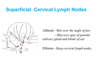 Superficial Cervical Lymph Nodes
Afferent - Skin over the angle of jaw
- Skin over apex of parotid
salivary gland and lobule of ear
Efferent - Deep cervical lymph nodes
 
