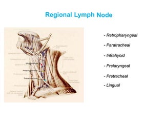 Regional Lymph Node
- Retropharyngeal
- Paratracheal
- Infrahyoid
- Prelaryngeal
- Pretracheal
- Lingual
Infrahyoid node
Prelaryngeal node
Pretracheal node
 