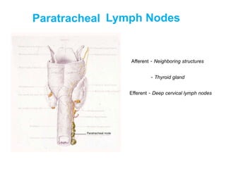 Paratracheal Lymph Nodes
Afferent - Neighboring structures
- Thyroid gland
Efferent - Deep cervical lymph nodes
Paratracheal node
 