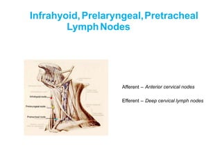 Infrahyoid,Prelaryngeal,Pretracheal
Lymph
Afferent – Anterior cervical nodes
Efferent – Deep cervical lymph nodes
Infrahyoid node
Prelaryngeal node
Pretracheal node
Nodes
 