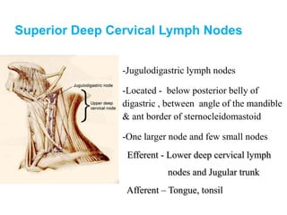 Superior Deep Cervical Lymph Nodes
-Jugulodigastric lymph nodes
-Located - below posterior belly of
digastric , between angle of the mandible
& ant border of sternocleidomastoid
-One larger node and few small nodes
Afferent – Tongue, tonsil
Efferent - Lower deep cervical lymph
nodes and Jugular trunk
 