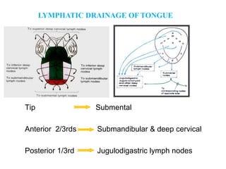 Tip Submental
Anterior 2/3rds Submandibular & deep cervical
Posterior 1/3rd Jugulodigastric lymph nodes
LYMPHATIC DRAINAGE OF TONGUE
 
