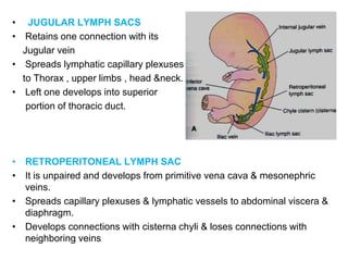 • JUGULAR LYMPH SACS
• Retains one connection with its
Jugular vein
• Spreads lymphatic capillary plexuses
to Thorax , upper limbs , head &neck.
• Left one develops into superior
portion of thoracic duct.
• RETROPERITONEAL LYMPH SAC
• It is unpaired and develops from primitive vena cava & mesonephric
veins.
• Spreads capillary plexuses & lymphatic vessels to abdominal viscera &
diaphragm.
• Develops connections with cisterna chyli & loses connections with
neighboring veins
 