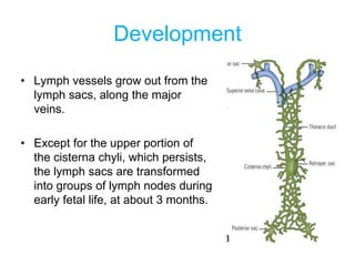 Development
• Lymph vessels grow out from the
lymph sacs, along the major
veins.
• Except for the upper portion of
the cisterna chyli, which persists,
the lymph sacs are transformed
into groups of lymph nodes during
early fetal life, at about 3 months.
 