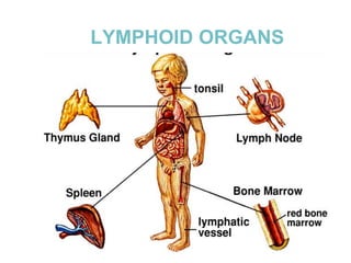 LYMPHOID ORGANS
 