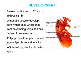 DEVELOPMENT
• Develop at the end of 5th wk of
embryonic life
• Lymphatic vessels develop
from lymph sacs which arise
from ...