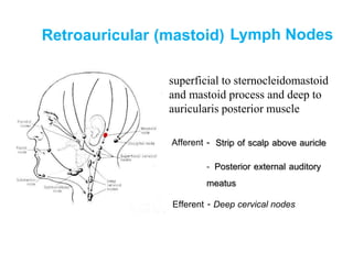 Parotid Lymph Nodes
- Superficial parotid nodes
- Deep parotid nodes
Afferent of superficial parotid nodes
- Strip of scal...