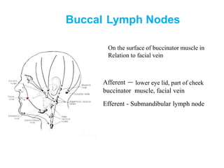 Submandibular Lymph Nodes
Afferent - Front of scalp
- Nose and adjacent cheek
- Upper lip
- Lower lip ( except center part...