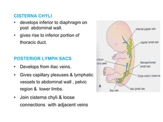 CISTERNA CHYLI
• develops inferior to diaphragm on
post abdominal wall.
• gives rise to inferior portion of
thoracic duct....
