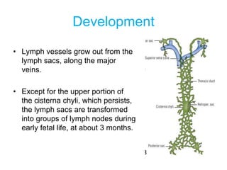 Development
• Lymph vessels grow out from the
lymph sacs, along the major
veins.
• Except for the upper portion of
the cis...