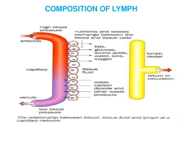 Guide To Composition And Function Of Lymph in Lymphatic system