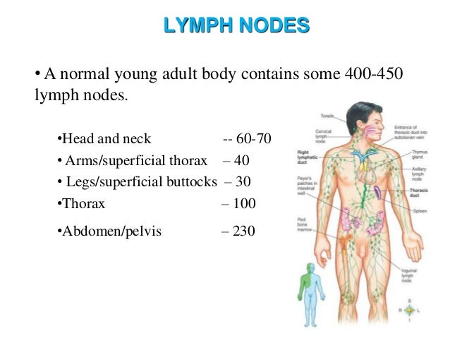 Lymph and lymphatic system