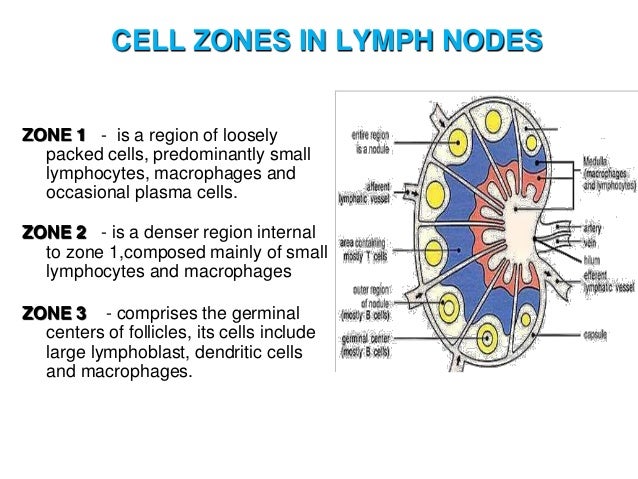 functions of lymph nodes