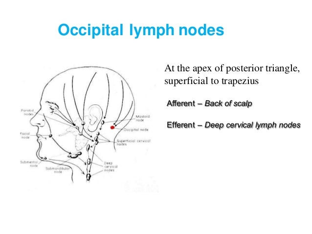 Lymph and lymphatic system