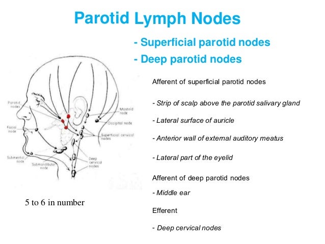 Lymph and lymphatic system