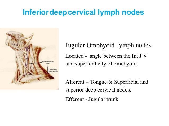 shotty anterior cervical lymphadenopathy shotty anterior cervical lymphadenopathy