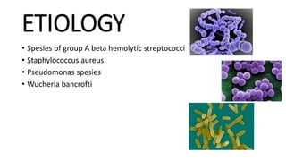ETIOLOGY
• Spesies of group A beta hemolytic streptococci
• Staphylococcus aureus
• Pseudomonas spesies
• Wucheria bancrofti
 