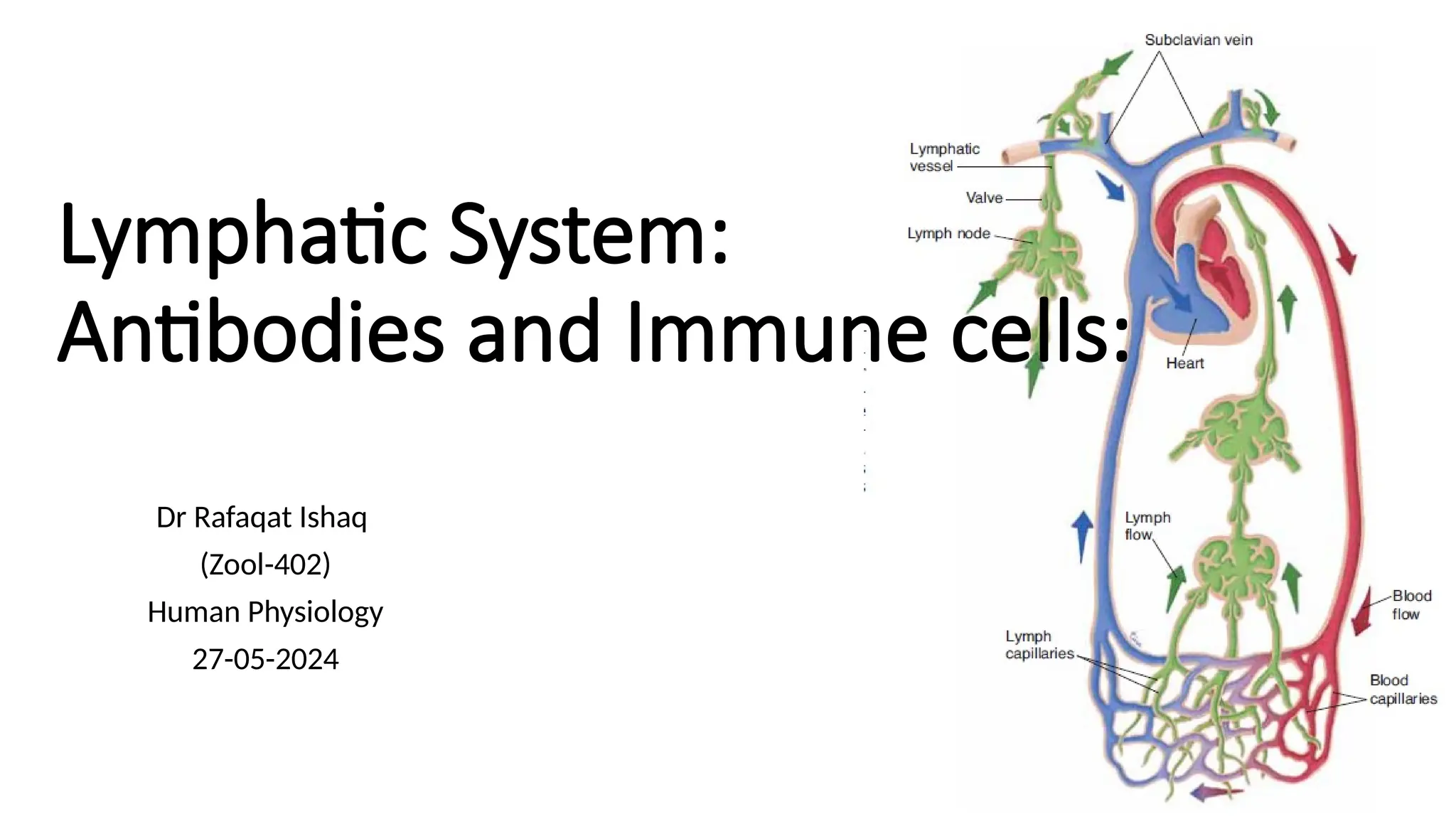 Lymphatic System:
Antibodies and Immune cells:
Dr Rafaqat Ishaq
(Zool-402)
Human Physiology
27-05-2024