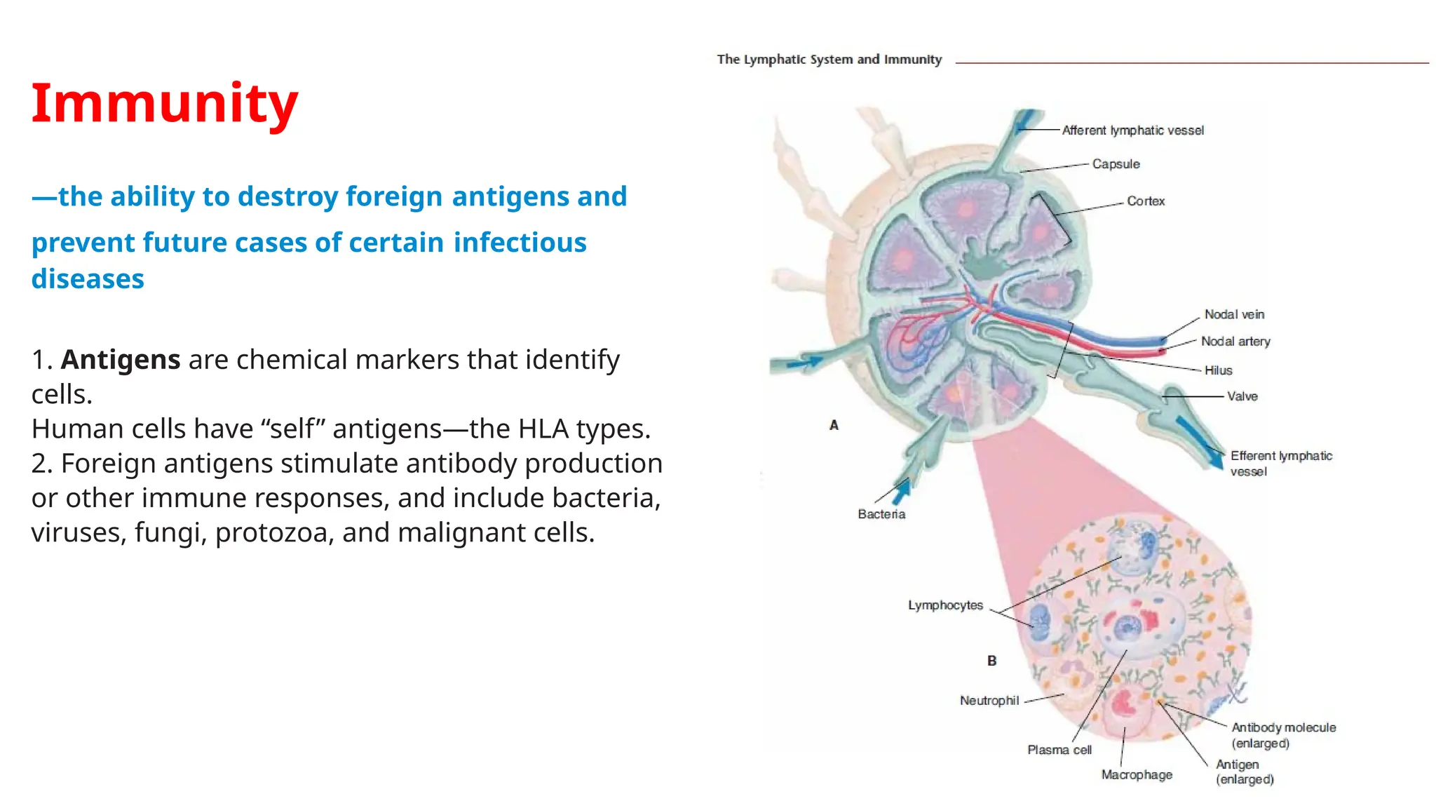 Immunity
—the ability to destroy foreign antigens and
prevent future cases of certain infectious
diseases
1. Antigens are chemical markers that identify
cells.
Human cells have “self” antigens—the HLA types.
2. Foreign antigens stimulate antibody production
or other immune responses, and include bacteria,
viruses, fungi, protozoa, and malignant cells.