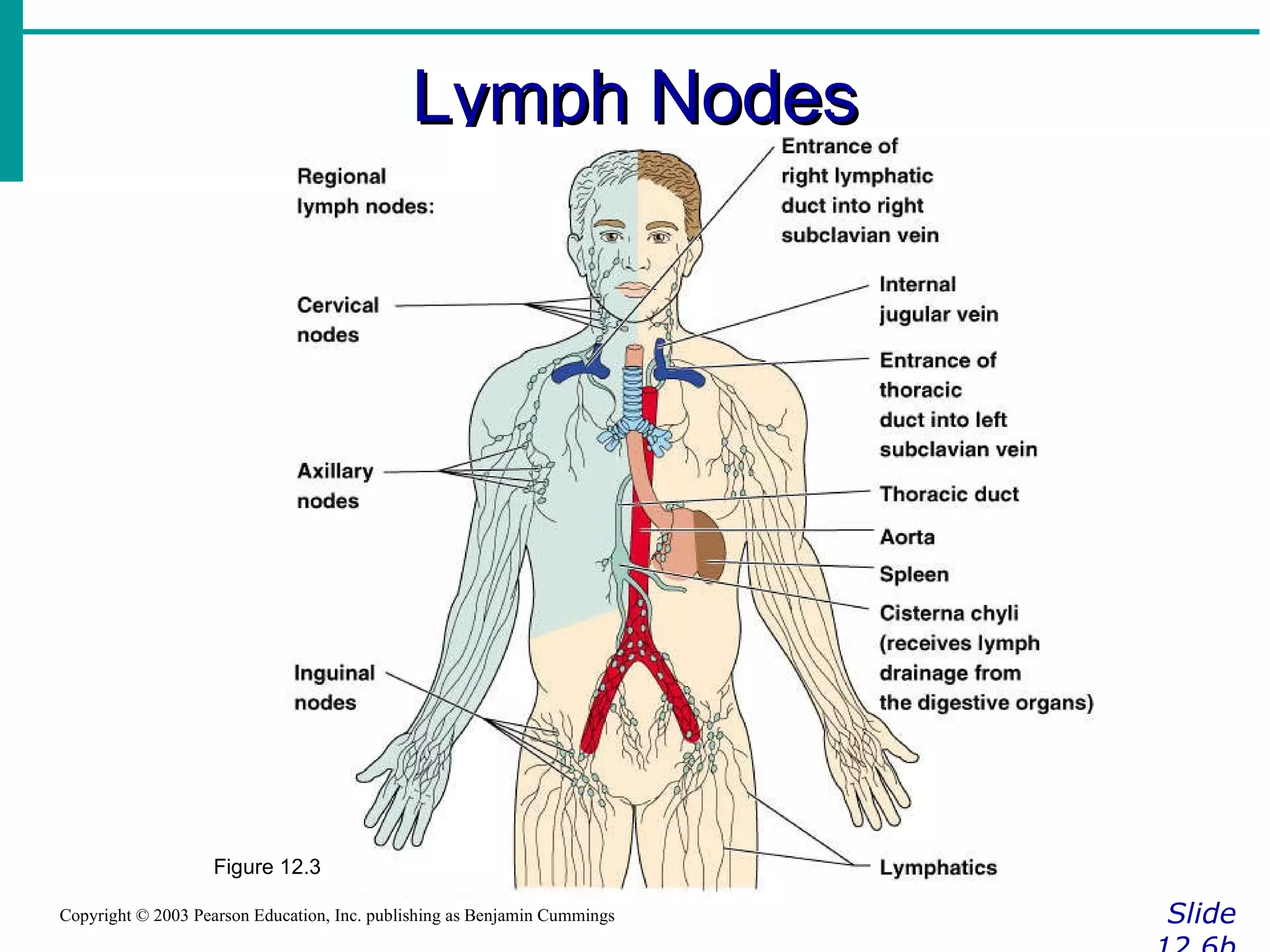 Lymph Nodes Slide 12.6b Copyright © 2003 Pearson Education, Inc. publishing as Benjamin Cummings Figure 12.3 