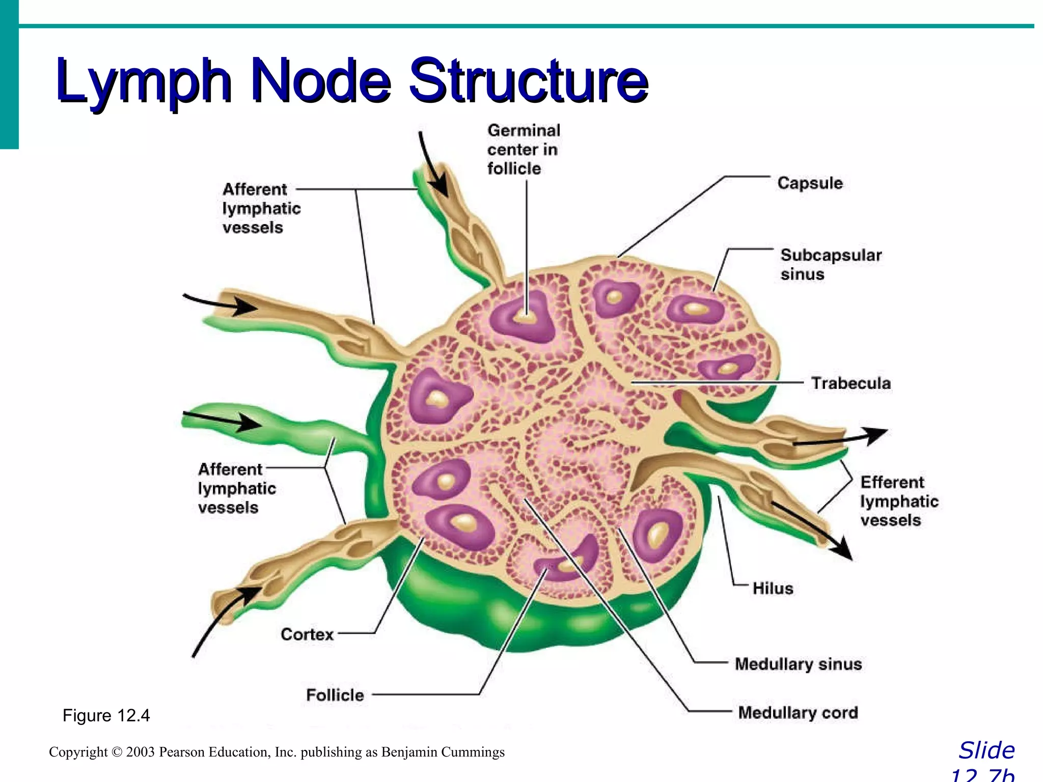 Lymph Node Structure Slide 12.7b Copyright © 2003 Pearson Education, Inc. publishing as Benjamin Cummings Figure 12.4 
