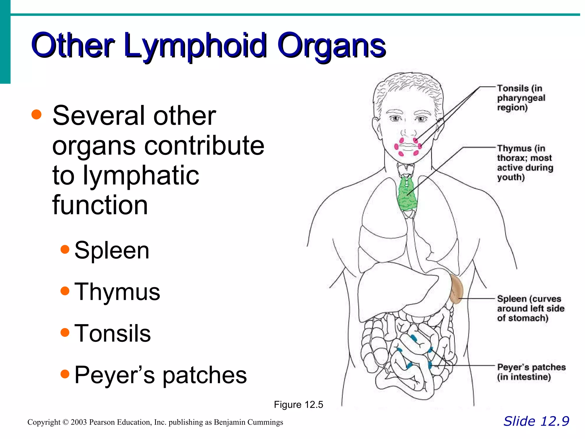 Other Lymphoid Organs Slide 12.9 Copyright © 2003 Pearson Education, Inc. publishing as Benjamin Cummings Several other organs contribute to lymphatic function Spleen Thymus Tonsils Peyer’s patches Figure 12.5 