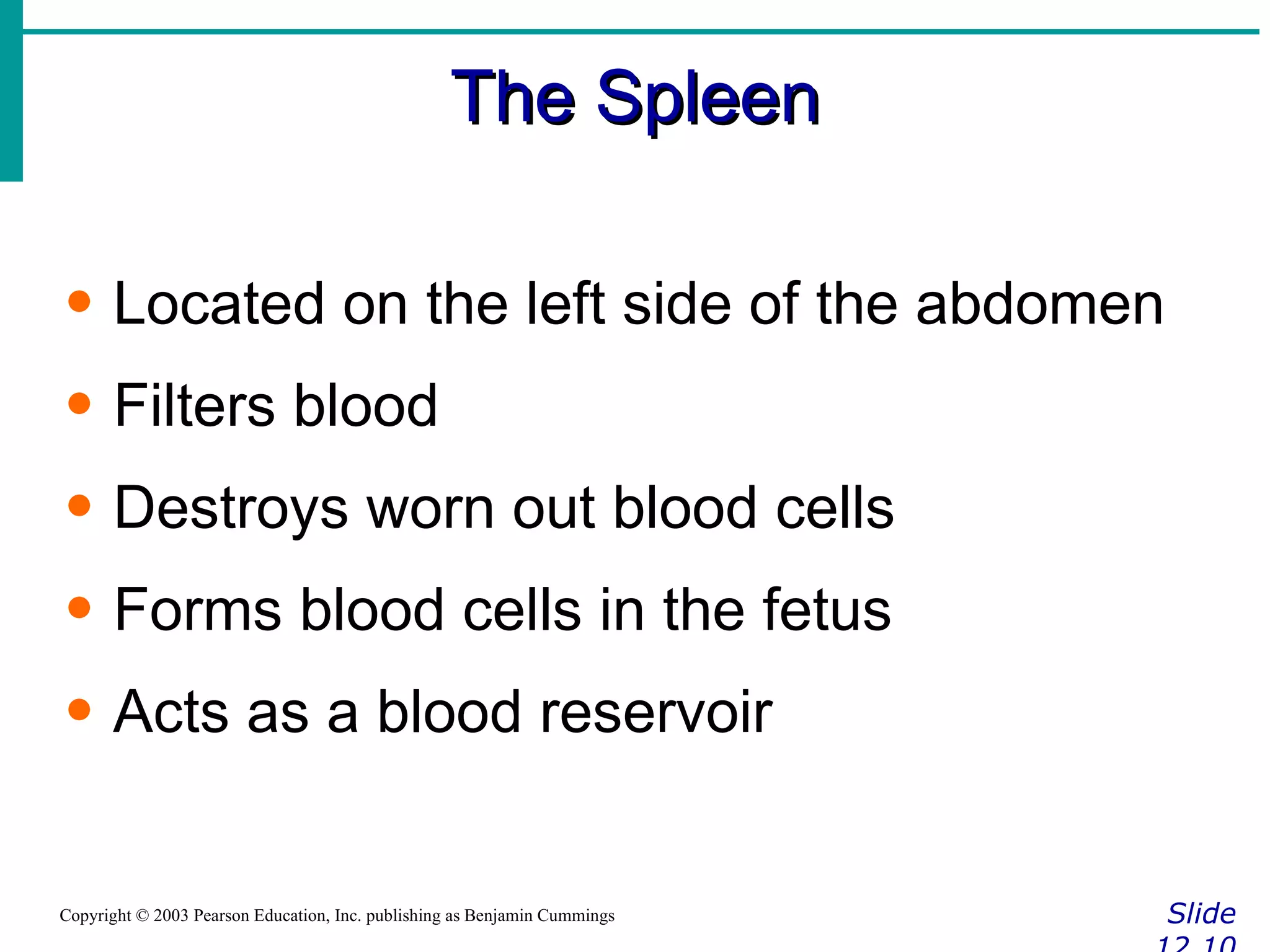 The Spleen Slide 12.10 Copyright © 2003 Pearson Education, Inc. publishing as Benjamin Cummings Located on the left side of the abdomen Filters blood Destroys worn out blood cells Forms blood cells in the fetus Acts as a blood reservoir 