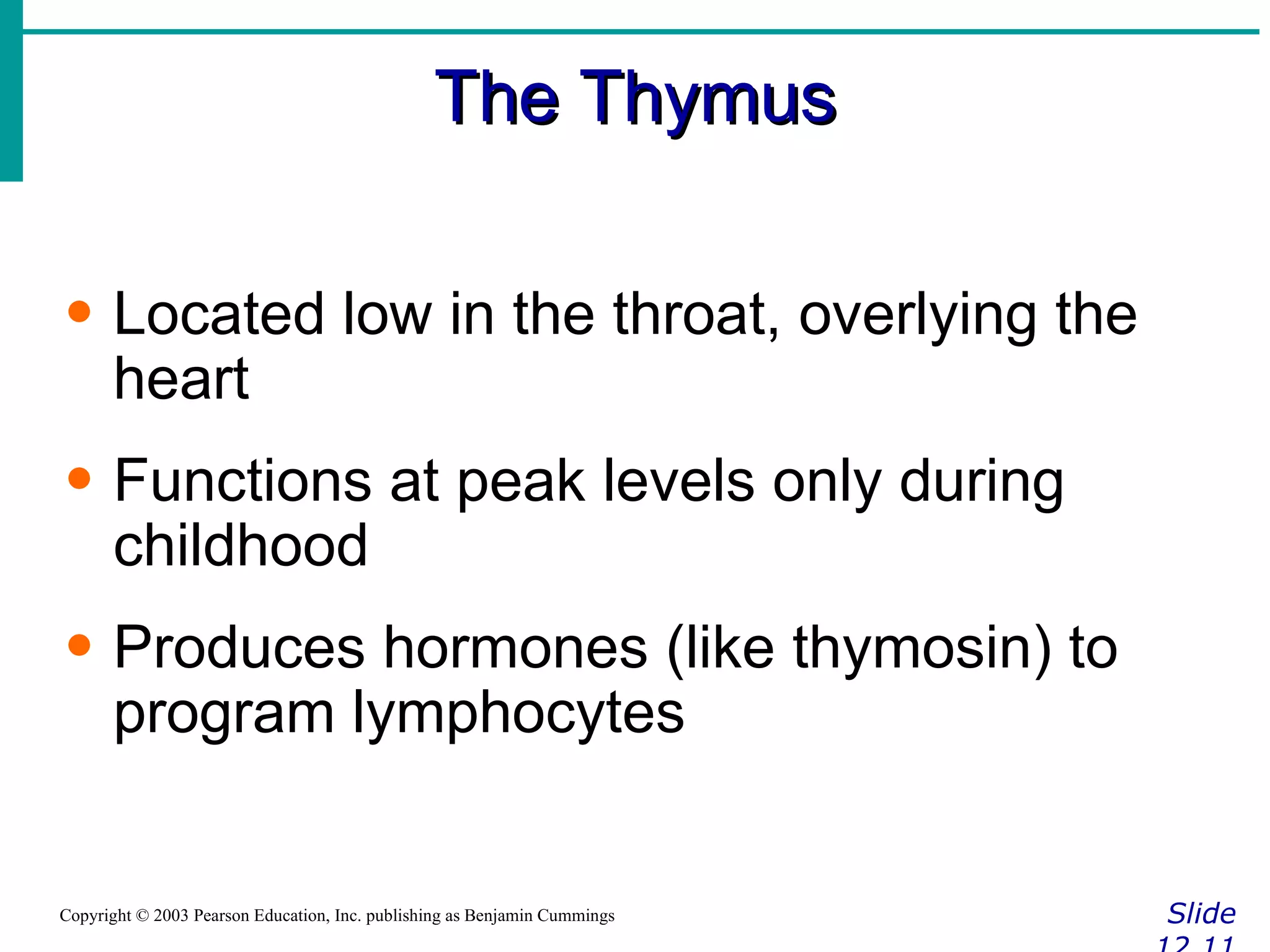 The Thymus Slide 12.11 Copyright © 2003 Pearson Education, Inc. publishing as Benjamin Cummings Located low in the throat, overlying the heart Functions at peak levels only during childhood Produces hormones (like thymosin) to program lymphocytes 