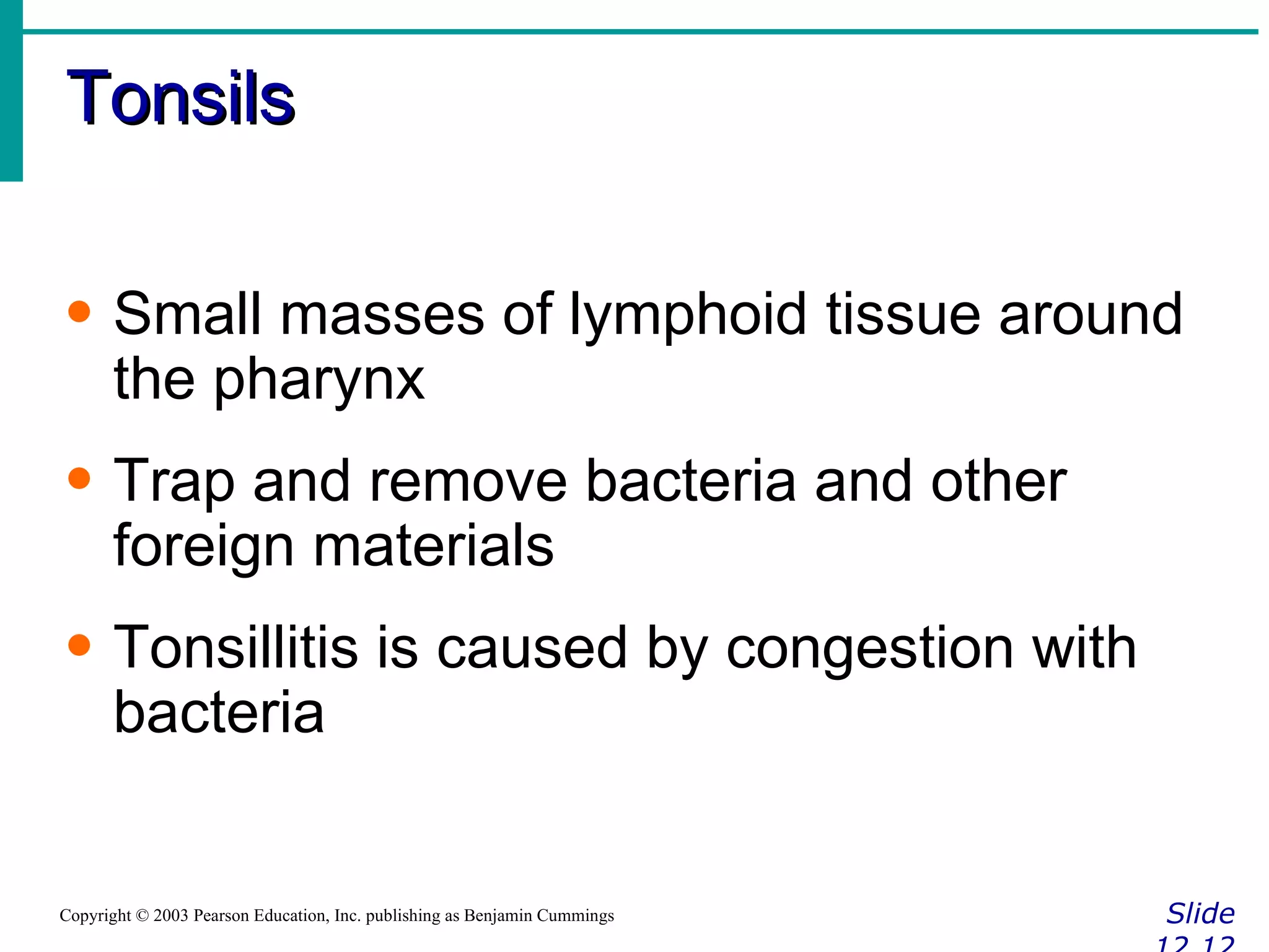 Tonsils Slide 12.12 Copyright © 2003 Pearson Education, Inc. publishing as Benjamin Cummings Small masses of lymphoid tissue around the pharynx Trap and remove bacteria and other foreign materials Tonsillitis is caused by congestion with bacteria 