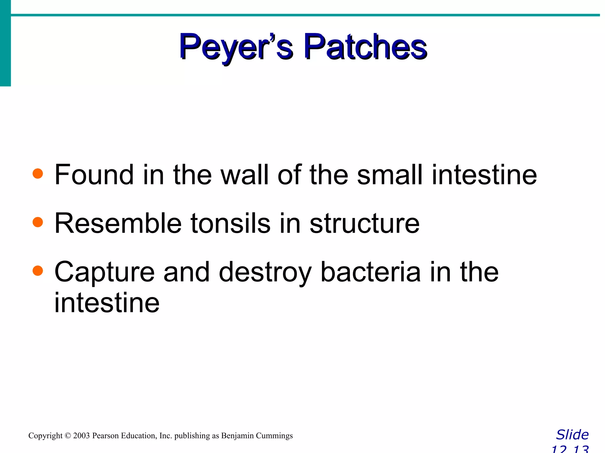 Peyer’s Patches Slide 12.13 Copyright © 2003 Pearson Education, Inc. publishing as Benjamin Cummings Found in the wall of the small intestine Resemble tonsils in structure Capture and destroy bacteria in the intestine 