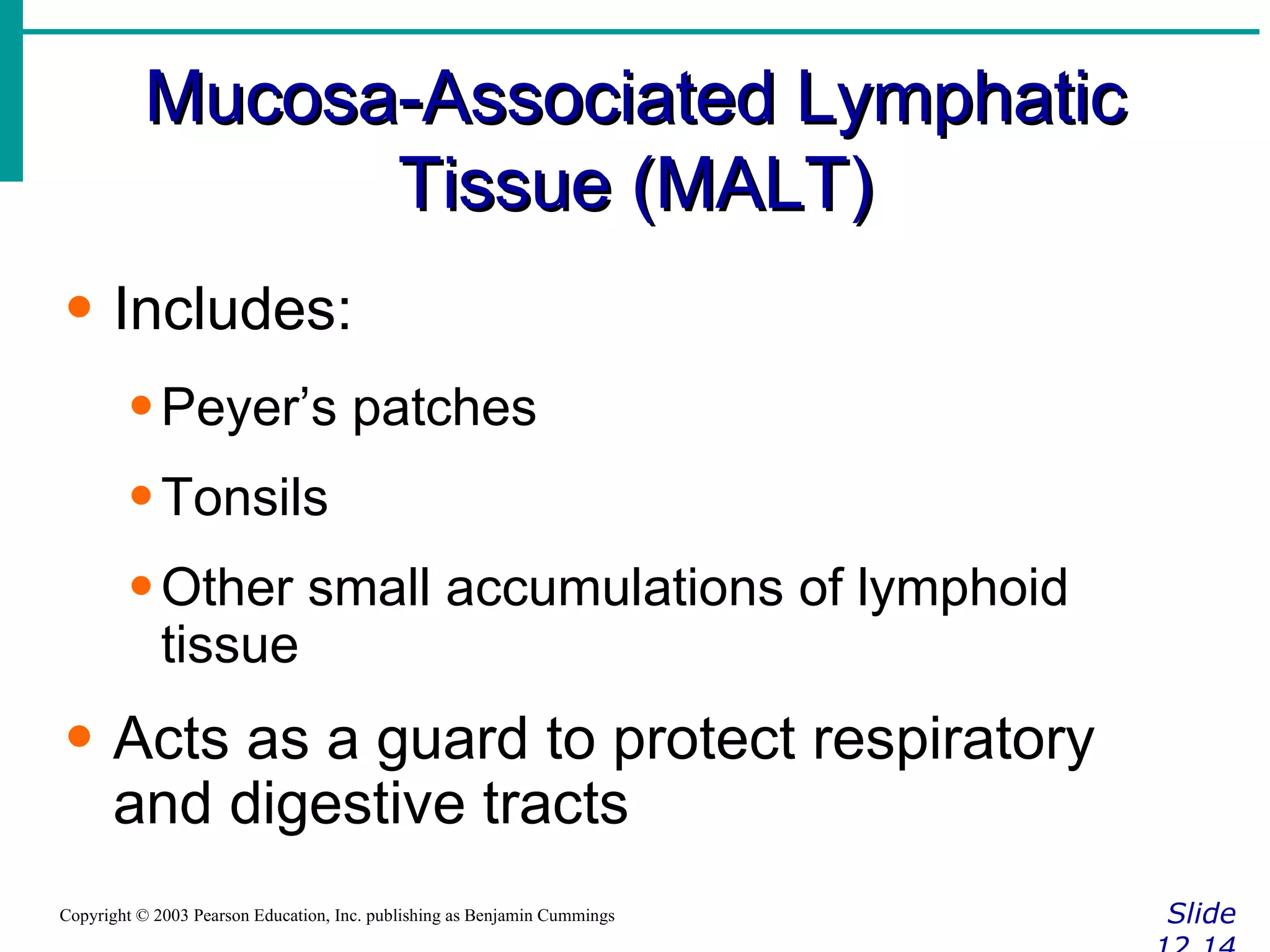 Mucosa-Associated Lymphatic Tissue (MALT) Slide 12.14 Copyright © 2003 Pearson Education, Inc. publishing as Benjamin Cummings Includes: Peyer’s patches Tonsils Other small accumulations of lymphoid tissue Acts as a guard to protect respiratory and digestive tracts 