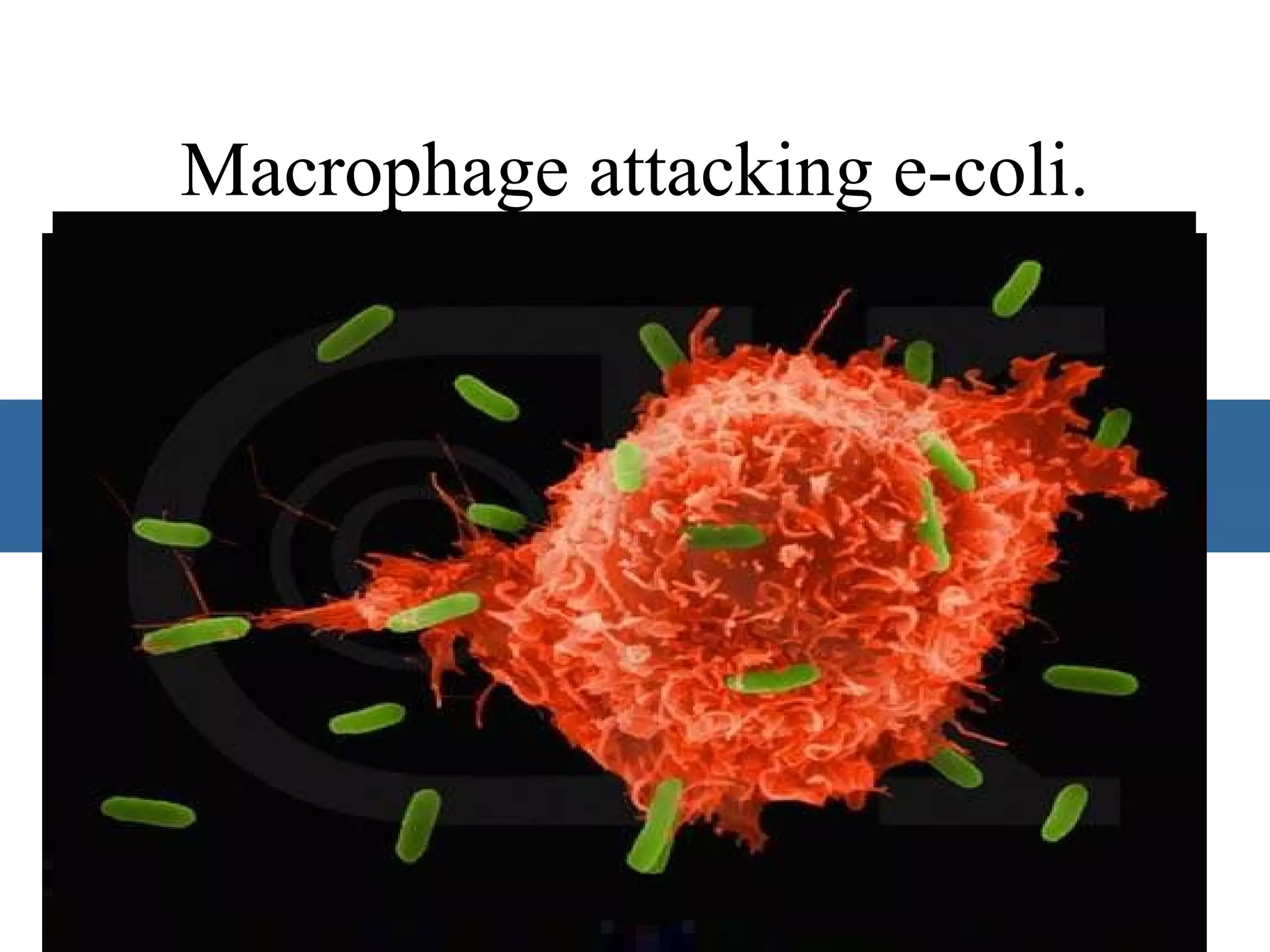 Macrophage attacking e-coli.   Macrophage attacking e-coli.                                                                                             