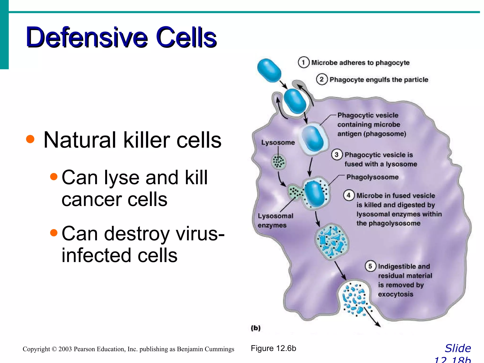 Defensive Cells Slide 12.18b Copyright © 2003 Pearson Education, Inc. publishing as Benjamin Cummings Natural killer cells Can lyse and kill cancer cells Can destroy virus- infected cells Figure 12.6b 