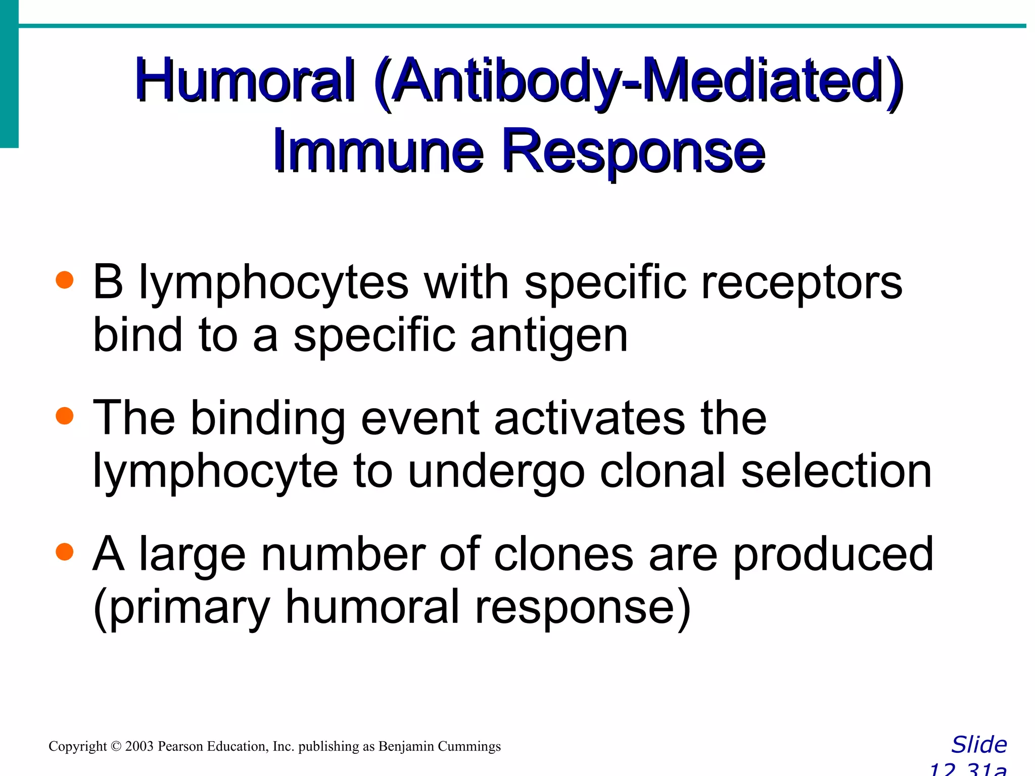 Humoral (Antibody-Mediated) Immune Response Slide 12.31a Copyright © 2003 Pearson Education, Inc. publishing as Benjamin Cummings B lymphocytes with specific receptors bind to a specific antigen The binding event activates the lymphocyte to undergo clonal selection A large number of clones are produced (primary humoral response) 