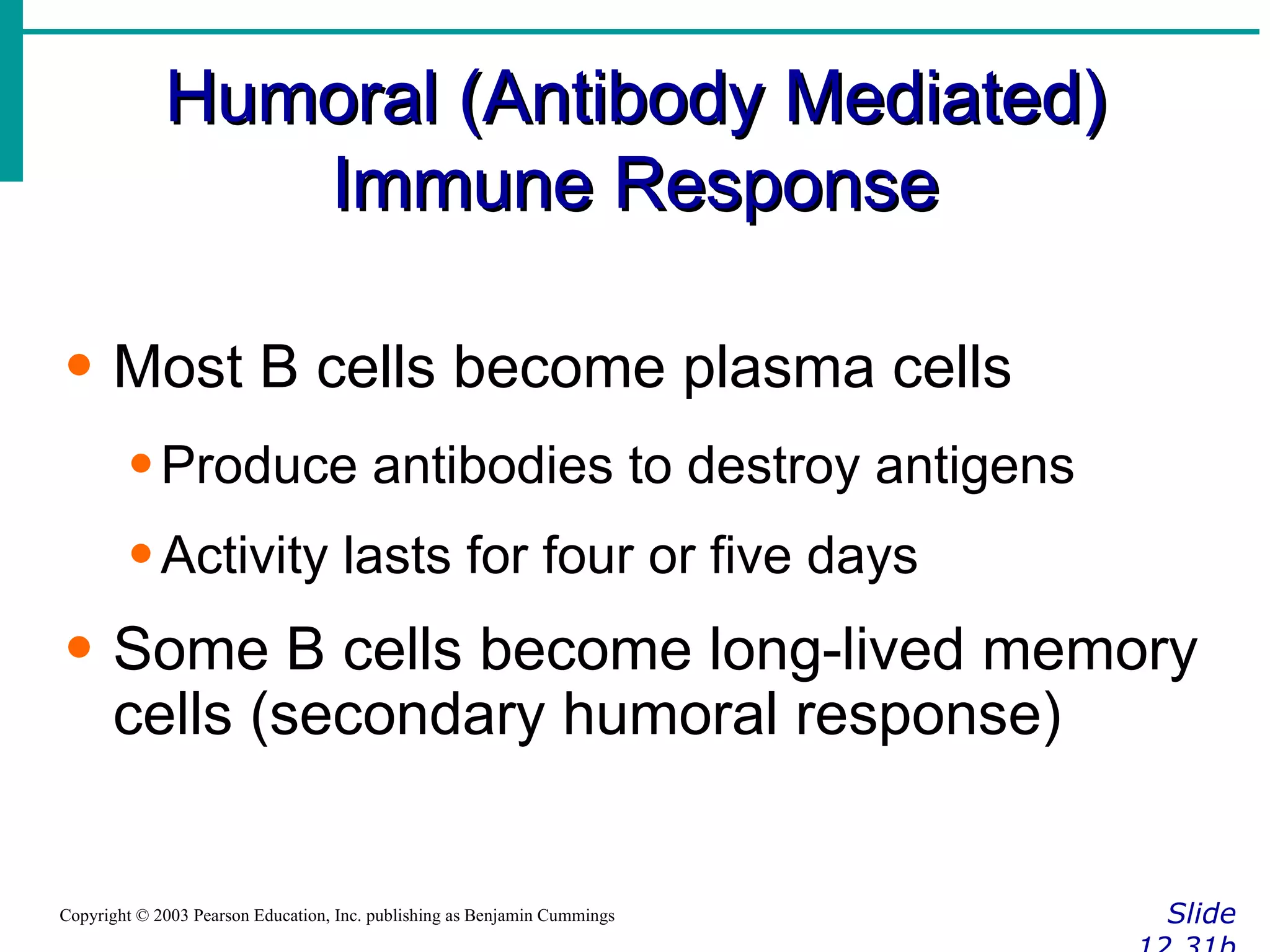 Humoral (Antibody Mediated) Immune Response Slide 12.31b Copyright © 2003 Pearson Education, Inc. publishing as Benjamin Cummings Most B cells become plasma cells Produce antibodies to destroy antigens Activity lasts for four or five days Some B cells become long-lived memory cells (secondary humoral response) 