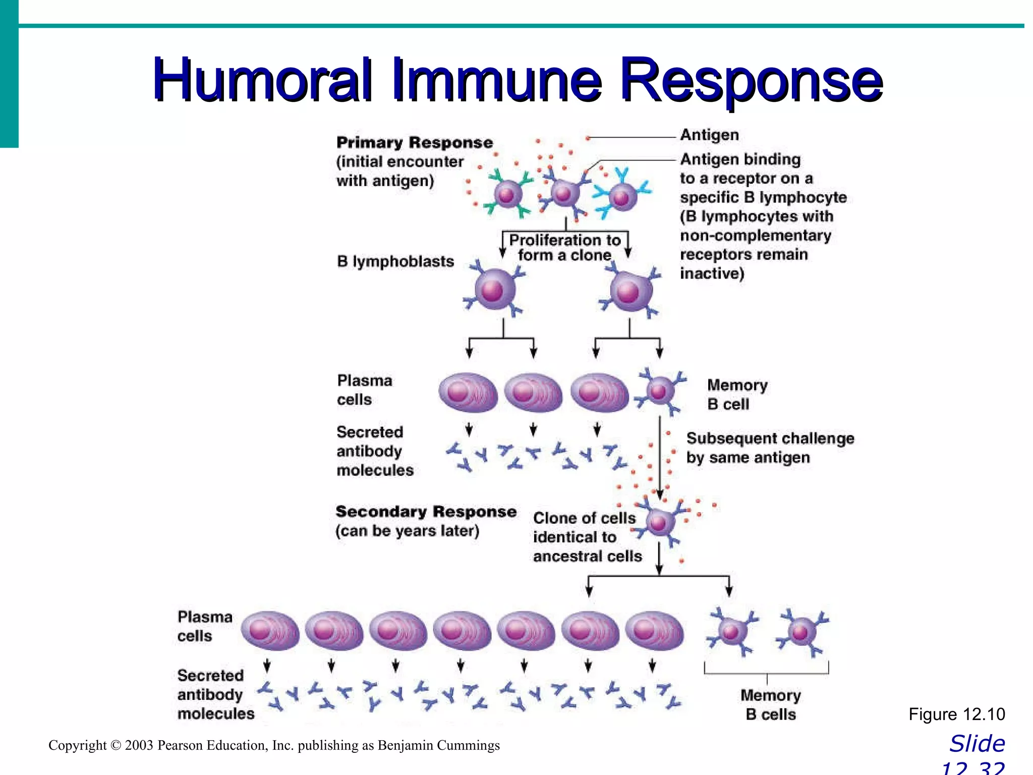 Humoral Immune Response Slide 12.32 Copyright © 2003 Pearson Education, Inc. publishing as Benjamin Cummings Figure 12.10 