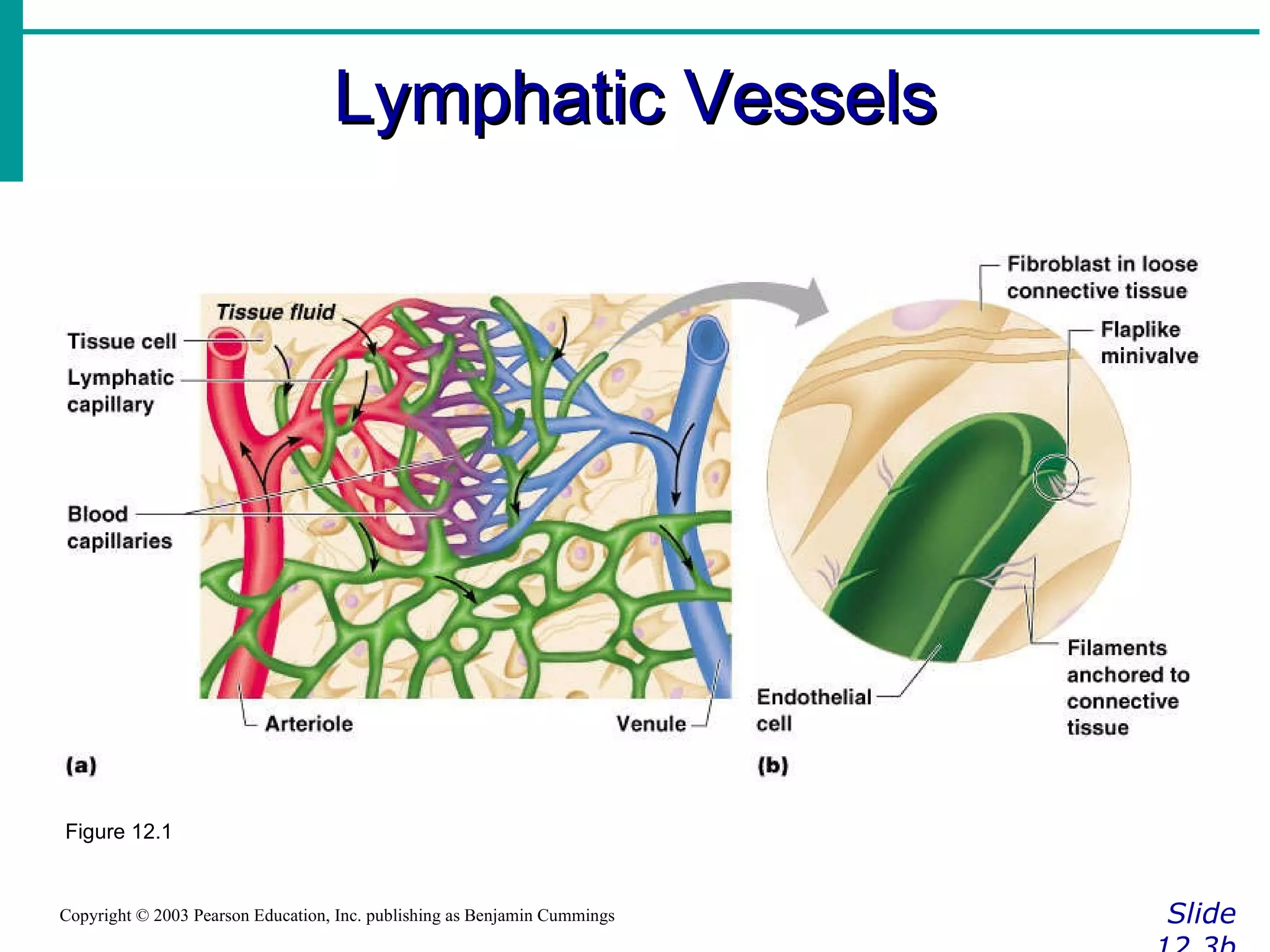 Lymphatic Vessels Slide 12.3b Copyright © 2003 Pearson Education, Inc. publishing as Benjamin Cummings Figure 12.1 