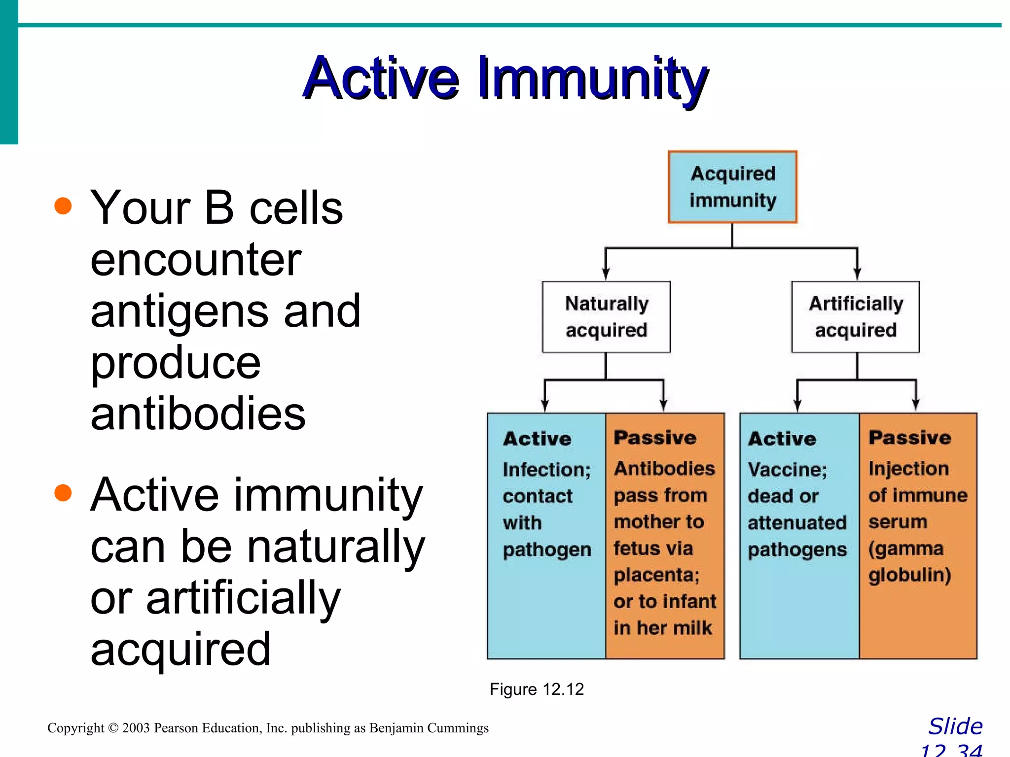 Active Immunity Slide 12.34 Copyright © 2003 Pearson Education, Inc. publishing as Benjamin Cummings Your B cells encounter antigens and produce antibodies Active immunity can be naturally or artificially acquired Figure 12.12 